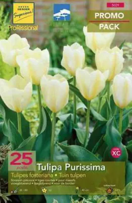Obrázok produktu pre 10 x Tulipa fosteriana 'Purissima' - Tulipán - Cibule