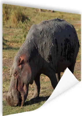 Produktbild von MuchoWow® Poster Nijpaard - Lebensmittel - Gras 180x120 cm - Fotoplakat