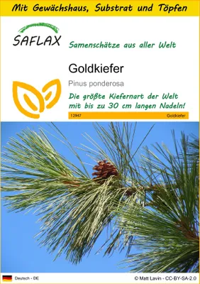 Produktbild von SAFLAX Anzucht Set - Goldkiefer - Pinus ponderosa - 20 Samen - Mit Mini-Gewächshaus, Anzuchtsubstrat und 2 Töpfen