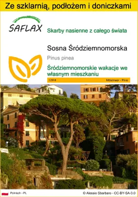 Zdjęcie produktu dla SAFLAX - Zestaw do uprawy - Sosna Śródziemnomorska - 6 Nasiona - Z mini szklarnią, podłożem uprawowym i 2 doniczkami - Pinus pinea