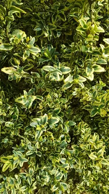 Image de Buxus sempervirens 'Elegans' / Buis panaché