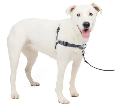 Productafbeelding van PetSafe Deluxe Easy Walk hondentuig