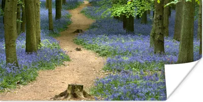 Produktbild von MuchoWow® Poster Wald - Weg - Blumen - Blau 120x60 cm - Bild