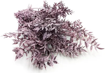 Produktbild von Ruscus Stabilisierte - (Ruscus) - Gebleicht Violett