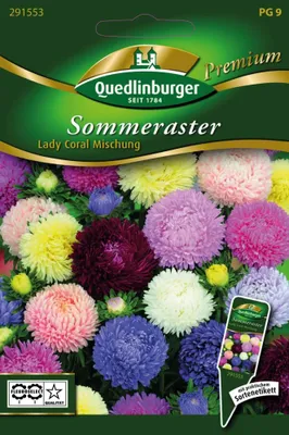 Immagine prodotto di Quedlinburg Summer Aster Lady Coral Mixture - Semi di fiori Premium
