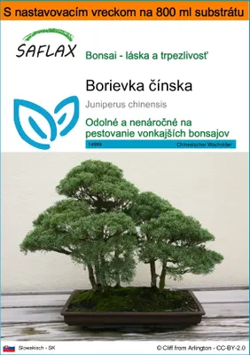 Obrázok produktu pre SAFLAX Garden in the bag - Borievka čínska - Juniperus chinensis - 30 Semená - S pestovateľským substrátom v praktickom samostaviteľnom vrecku