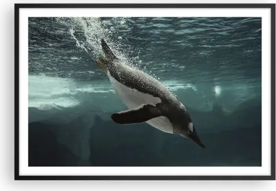 Produktbild von Gerahmtes Poster - Schwarzer Rahmen - Tauchen Pinguin Gletscher - 91,5x61 cm - Wand Bild - Wanddeko - Wandbilder - Wandposter - Bilderrahmen - Bilder - Kunstdruck - Wandbild - P2BAA91x61-4189
