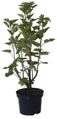 Produktbild von Jonkheer van Tets frühe rote Johannisbeere saftige Frucht Busch 60-80 cm im 3 Liter Topf