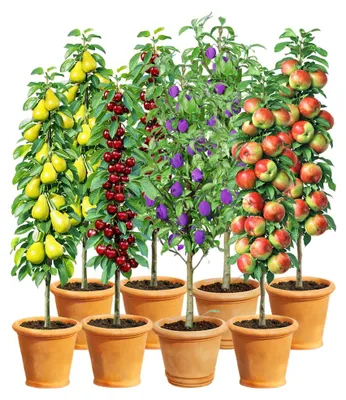 Produktbild von BALDUR Garten 8er Säulenobst-Kollektion, je 2x Birne, Kirsche, Pflaume & Apfel, als Säule Birnbaum, Kirschbaum, Pflaumenbaum, Apfelbaum, Obstbaum-Kollektion, winterhart, platzsparend, reichtragend