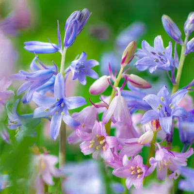 Productafbeelding van Glockenbloemen bolletjes - 50 bolletjes - Spaanse boshyacint (Hyacinthoides Hispanica) - 5 soorten - Echte planten uit Nederland - Geschikt voor tuin, potten en balkon (geen zaden, niet kunstmatig)