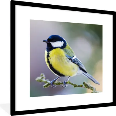 Produktbild von MuchoWow® Gerahmtes Poster Kohlmeise - Vogel - Zweig 40x40 cm - Poster mit Schwarzem Bilderrahmen Wandposter Rahmen Foto Bilder - Poster - Plakat im Rahmen