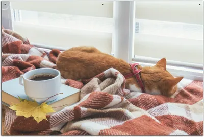 Produktbild von Wallario Outdoor-Poster für Garten oder Balkon, Motiv Schlafende Katze beim Kaffeekränzchen, in ca. 61 x 91,50 cm