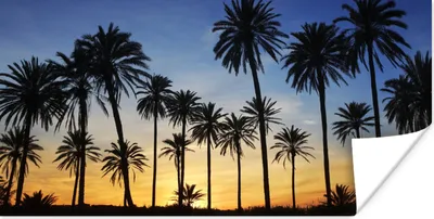 Produktbild von MuchoWow® Poster Palme - Natur - Strand - Sonne - Nacht 150x75 cm - ohne Rahmen