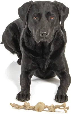 Produktbild von Hundespielzeug · Gorilla Tug Small · zum Werfen oder Kauen · Spaß PUR!