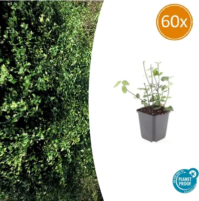 Produktbild von Bodendecker - Purpur-Kriechspindel - Euonymus fortunei 'Coloratus' - 9cm Topf - Set mit 60 Pflanzen