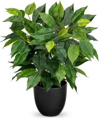 Immagine prodotto di Unyqoos® Ficus artificiale in vaso, con foglie di seta realistiche, altezza 40 cm, vaso 12 x 10,5 cm – decorazione facile da curare, ideale per la casa, l'ufficio e il davanzale