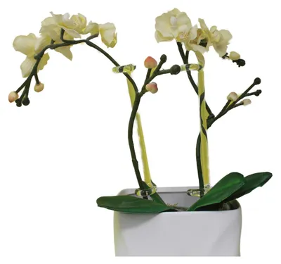 Obrázek produktu pro Skleněná tyč na rostliny s hrotem pro rostliny 37 cm