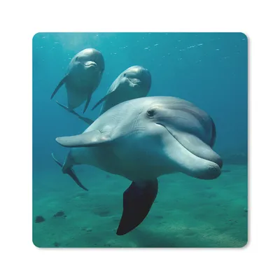 Produktbild von MuchoWow® Mauspad Mousepad Wasser - Delphin - Blau 20x20 cm - Mousepads - Maus Mat - Pad - Mausunterlage - Desk Mat - Bureauartikeln
