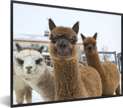 Produktbild von MuchoWow® MuchoWow® Gerahmtes Poster Alpaka - Schnee - Tiere 80x60 cm - Poster mit zchwarzem Bilderrahmen - Schwarzem - Mit Gestell