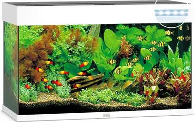 Produktbild von Rio 125 LED weiß Aquarium