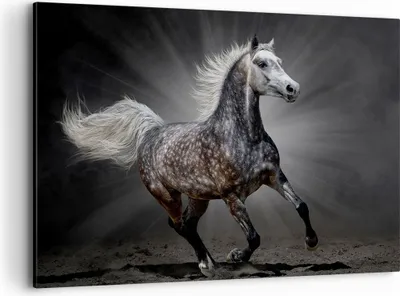 Produktbild von Bild auf Leinwand - Leinwandbild - Pferd Tier Natur - 100x70cm - Wand Bild - Wanddeko - Wandbilder - Leinwanddruck - Bilder - Kunstdruck - Wanddekoration - Leinwand bilder - Wandkunst - AA100x70-3593