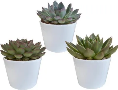Produktbild von Echeveria Mix Verschiedene Sukkulenten 3 Pflanzen Ø10,5cm Zimmerpflanze Büro