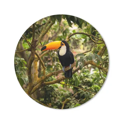 Produktbild von MuchoWow® Mauspad Mousepad Vogel - Tukan - Dschungel - Natur - Tropisch 20x20 cm - Mousepads - Maus Mat - Pad - Mausunterlage - Schreibtischmatte
