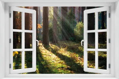 Produktbild von Wallario Poster mit Fenster-Illusion: Sonnenstrahlen im Herbstwald, Größe: 61 x 91,5 cm (Maxiposter)