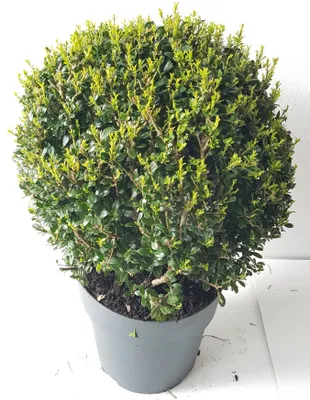 Produktbild von 2x Ilex Kugel 30–35 cm – Ilex crenata Glorie Gem – immergrüne Buchsbaum Alternative