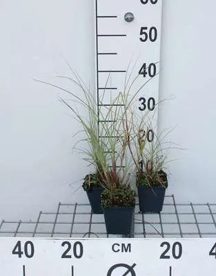 Produktbild von 6 x Miscanthus sin. 'Morning Light' - Chinaschilf - Topf 9 x 9 cm