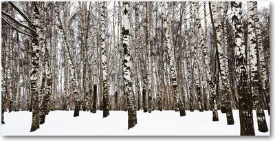 Imagen del producto de Tulup® - Cuadro sobre lienzo - 120x60 cm - Arte para la pared - Impresiones sobre lienzo - Impresión en lienzo - Paisajes - Blanco - Abedules de invierno