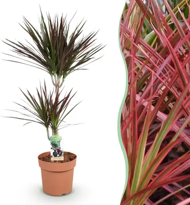 Image de Green BoutiQ - Le vert est... Plantes d'intérieur - Dracaena Magenta - Dragonnier - Peu d'entretien - Vert - 1 Plante - Pot 21cm - Hauteur 90-100cm