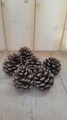 Productafbeelding van 5 decoratie dennenappels Warentuin Natuurlijk
