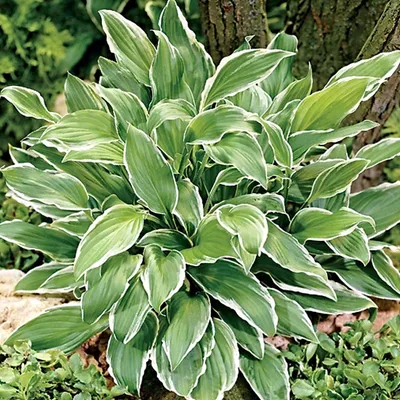 Image de 6 x Funkia Albomarginata - Hosta undulata 'Albomarginata' - Pot 9cm x 9cm