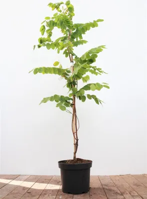 Produktbild von Robinia hispida 'Macrophylla', rosa Blüten, 60–100 cm