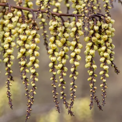 Obrázek produktu pro Sada 3 čínských vrabců (Stachyurus chinensis „Silberschweif“) – 9cm květináč