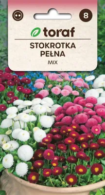 Immagine prodotto di Semi di fiori MIX margherite - 651 Toraf