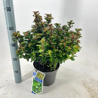 Obrázek produktu pro Ilex meserveae 'Little Rascal' – cesmína | 30–35 cm v květináči