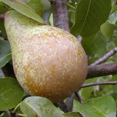 Produktbild von Köstliche von Charneux Birne Birnenbaum kleinbleibend 2-jährig Busch sehr saftig