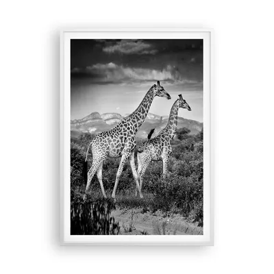 Produktbild von Gerahmtes Poster - Weißer Rahmen - Giraffen Schwarzweiß Fotografie - 70x100 cm - Wand Bild - Wanddeko - Wandbilder - Kunstposter - Wandposter - Bilderrahmen - Bilder - Kunstdruck - P2WPA70x100-4441