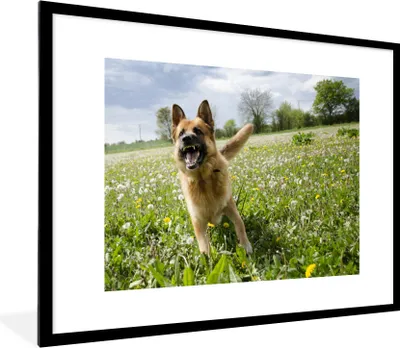 Produktbild von MuchoWow® Gerahmtes Poster Deutscher Schäferhund zwischen den Blumen 80x60 cm - Poster mit Schwarzem Bilderrahmen Wandposter Rahmen Foto Bilder - Schlafzimmer-Dekorationen - Fotoposter