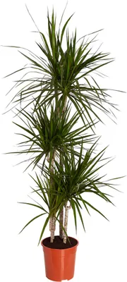 Produktbild von Dehner Drachenbaum, viertriebig mit rötlicher Umrandung, ca. 140-150 cm, Ø Topf 24 cm, Zimmerpflanze