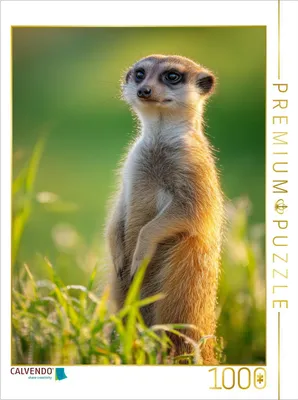 Produktbild von CALVENDO Puzzle Ein Motiv aus dem Kalender Wächter der Wüste | 1000 Teile Lege-Größe 64x48cm Foto-Puzzle für glückliche Stunden
