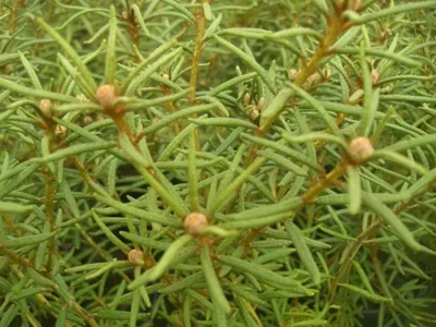Produktbild von Ledum palustre Linearifolium - Sumpfporst Linearifolium -  30 - 40 cm