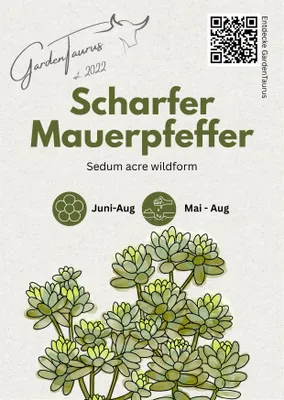 Produktbild von Sedum Acre (Wildform), scharfer Mauerpfeffer, Portion, trockenresistent, Nektarspender