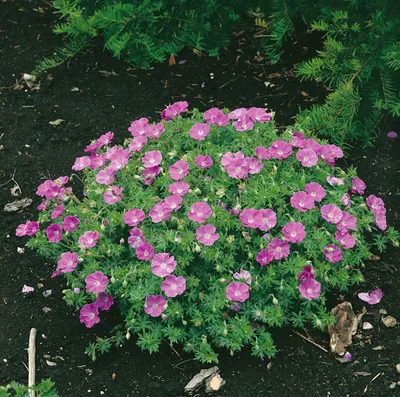 Produktbild von Geranium sanguineum 'Nanum', Blutstorchschnabel, kompakt, ca. 9x9 cm Topf