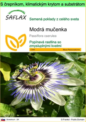Obrázok produktu pre SAFLAX Garden to go - Modrá mučenka - Passiflora caerulea - 25 Semená - S črepníkom, klimatickým vekom a pestovateľským substrátom
