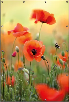 Produktbild von Wallario Outdoor-Poster für Garten oder Balkon, Motiv Mohnblumenblüten, in ca. 120 x 180 cm