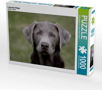 Produktbild von Calvendo Labrador-Welpe 1000 Teile Puzzle quer 640x480mm, ; 7380811