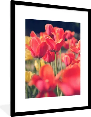 Produktbild von MuchoWow® Gerahmtes Poster Tulpen - Blumen - Natur 60x80 cm - Poster mit Schwarzem Bilderrahmen Wandposter Rahmen Foto Bilder - Wohnzimmer - Dekorationen - Prämie